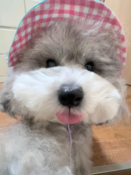 人 不开心的时候可以握住汪的手