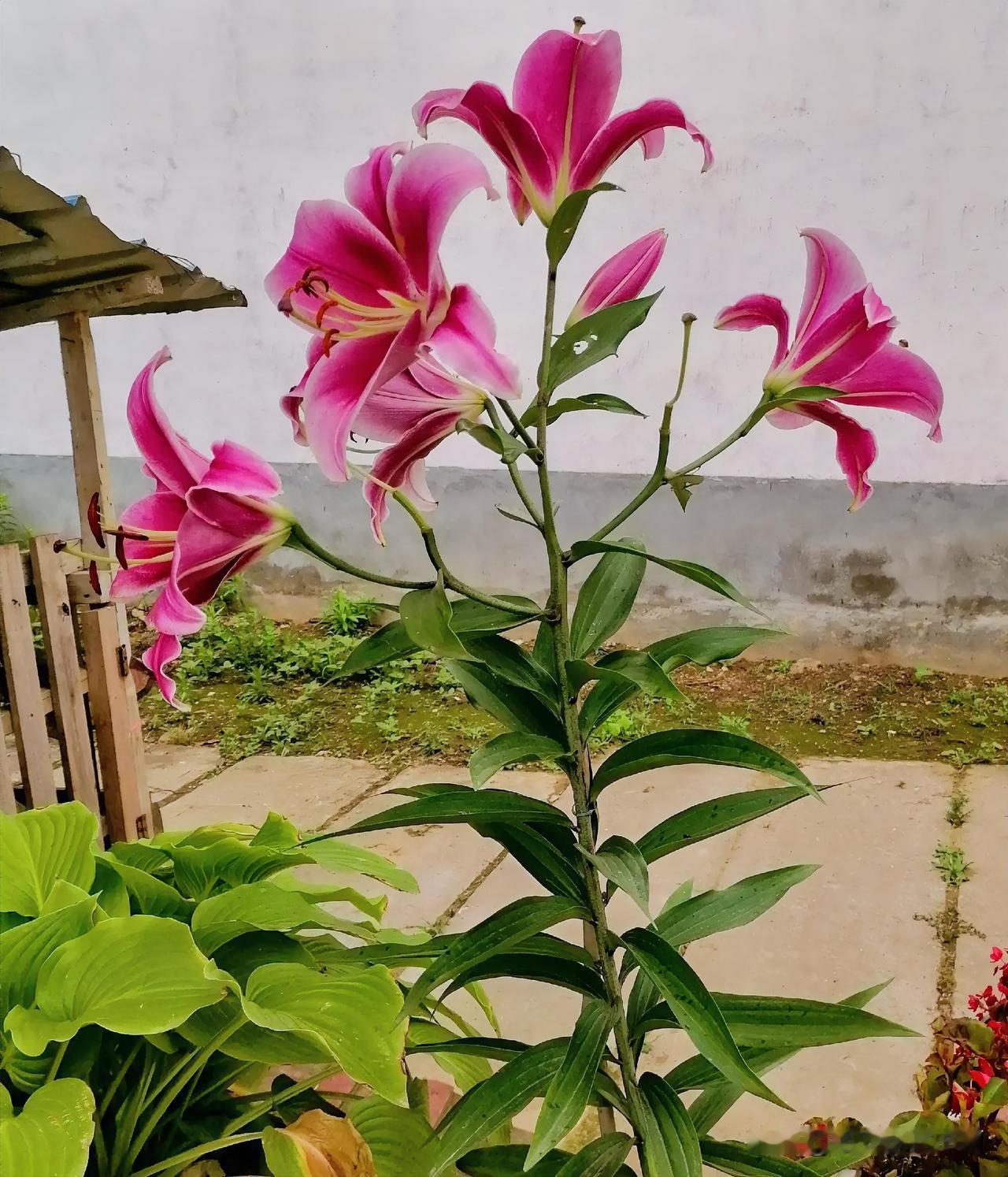 《美花（西安李林摄于汉中城固）》
