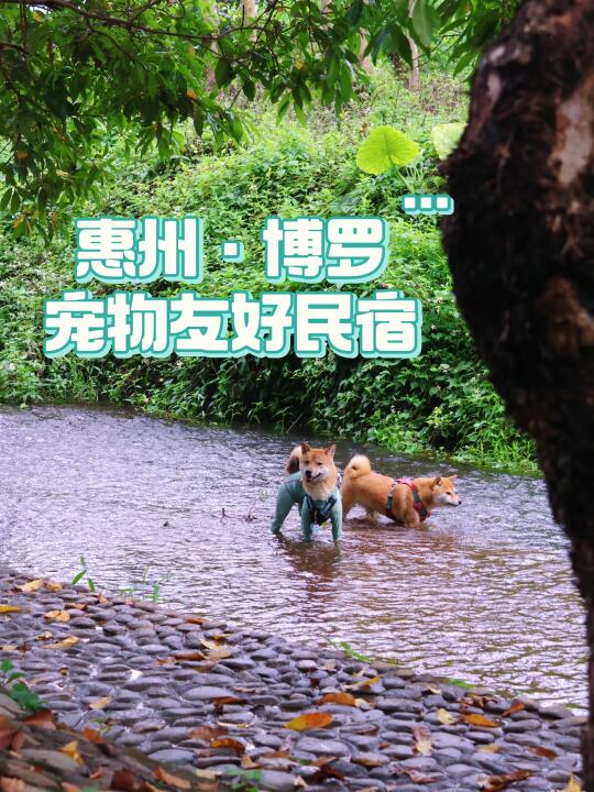 带小狗住在开门就是小溪丛林的民宿🌱