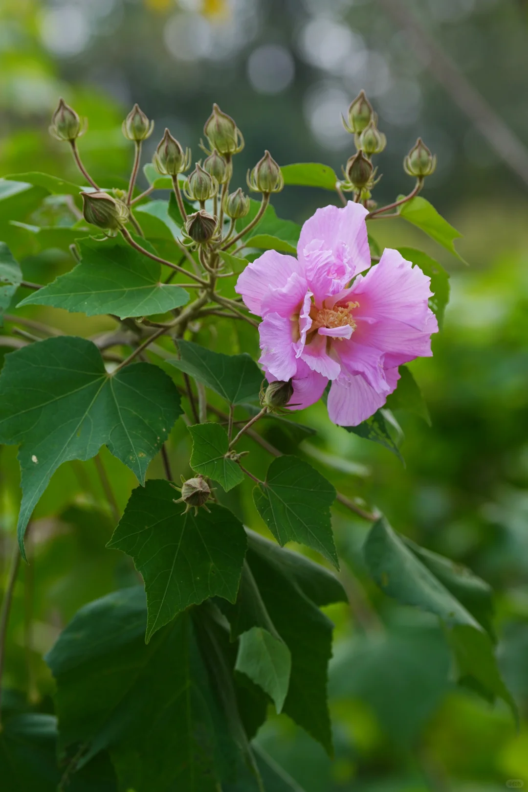 木芙蓉初绽（五）