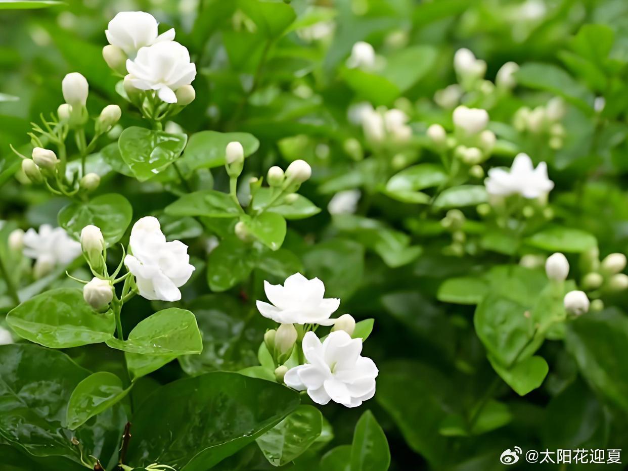 花开半夏，清风煮茶，慢赏世间好风光～ 