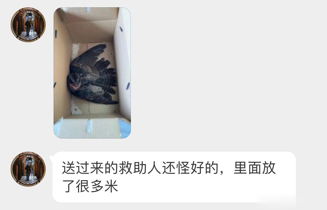 #鸟粉投稿# 动物医院🏥救助的一只【夜鹰】撒米是捡鸟标配？？？它嘴巴超级大，专