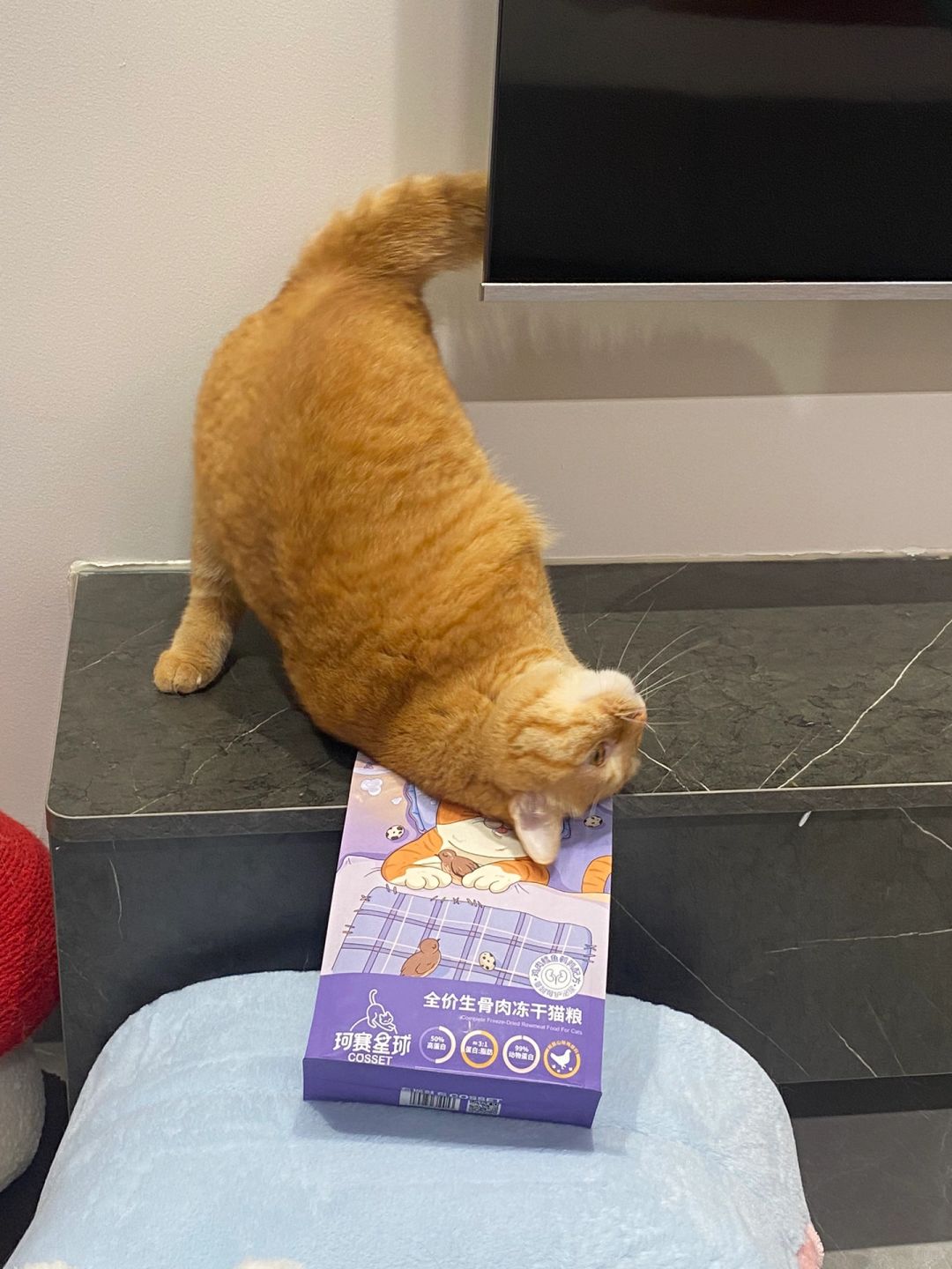 突击检查 看看你们小猫饿的样子👀