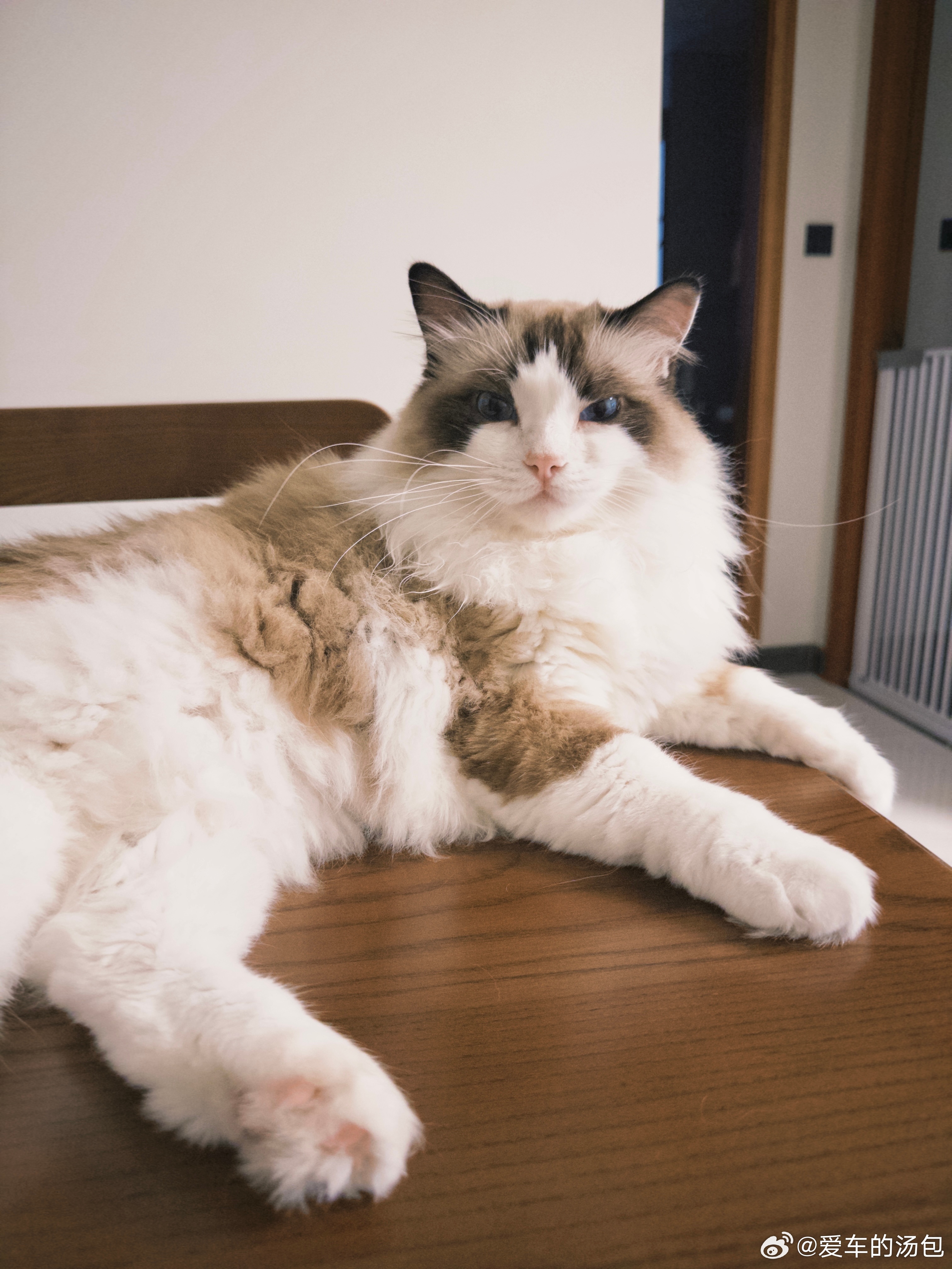 想要吃饭的时候眼神最清澈