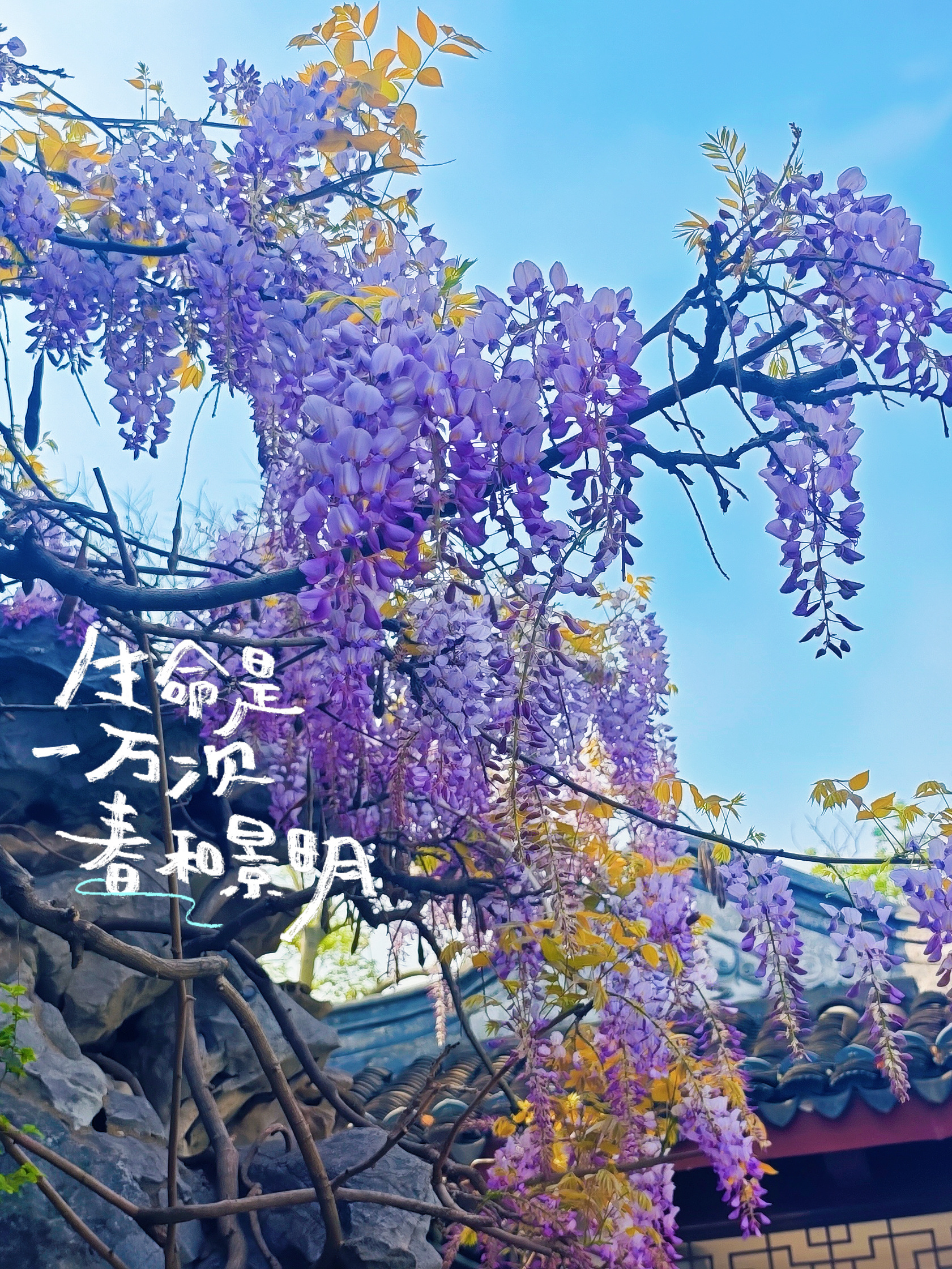 请问，这是什么花？ 无锡·鼋头渚