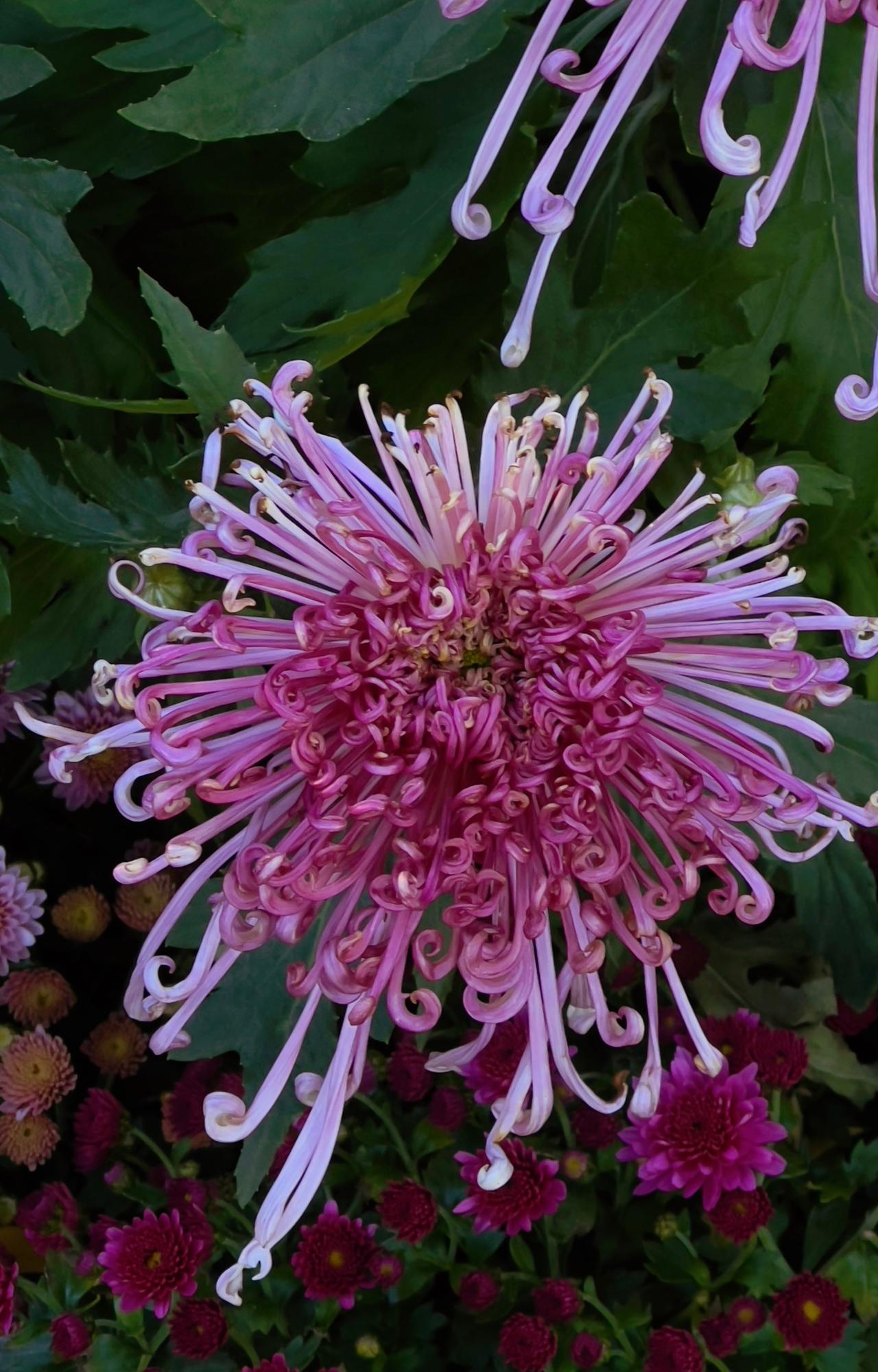 分享美丽绽放的花朵