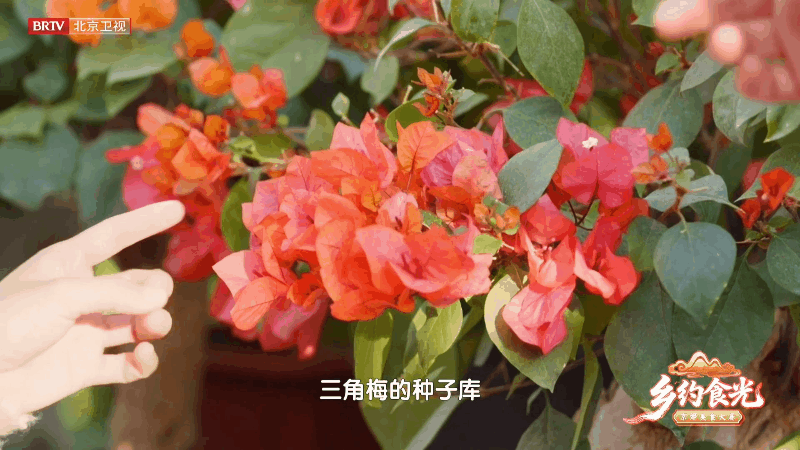 翟子路戴了天安门同款三角梅谁懂啊！翟子路手腕上的三角梅是天安门同款！这波浪漫暴击