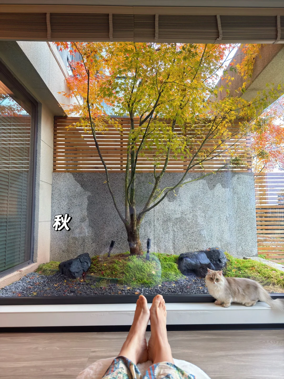 在卧室🏡我种下一棵树🍁