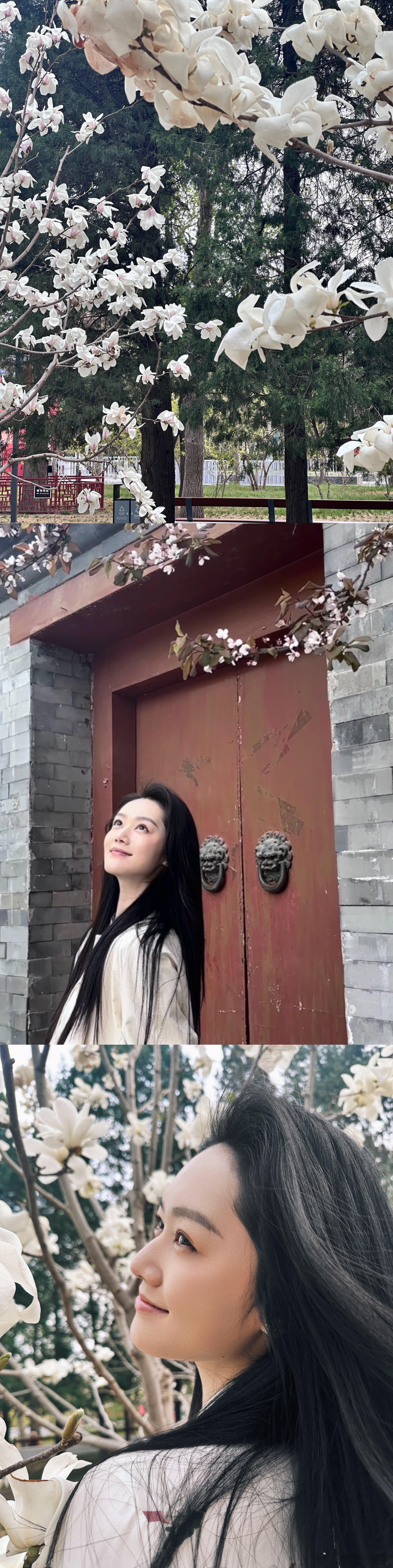 📷｜生活集−日坛公园 看玉兰盛开−“人生荒芜所以春天周而复始”妈妈在家楼下给我