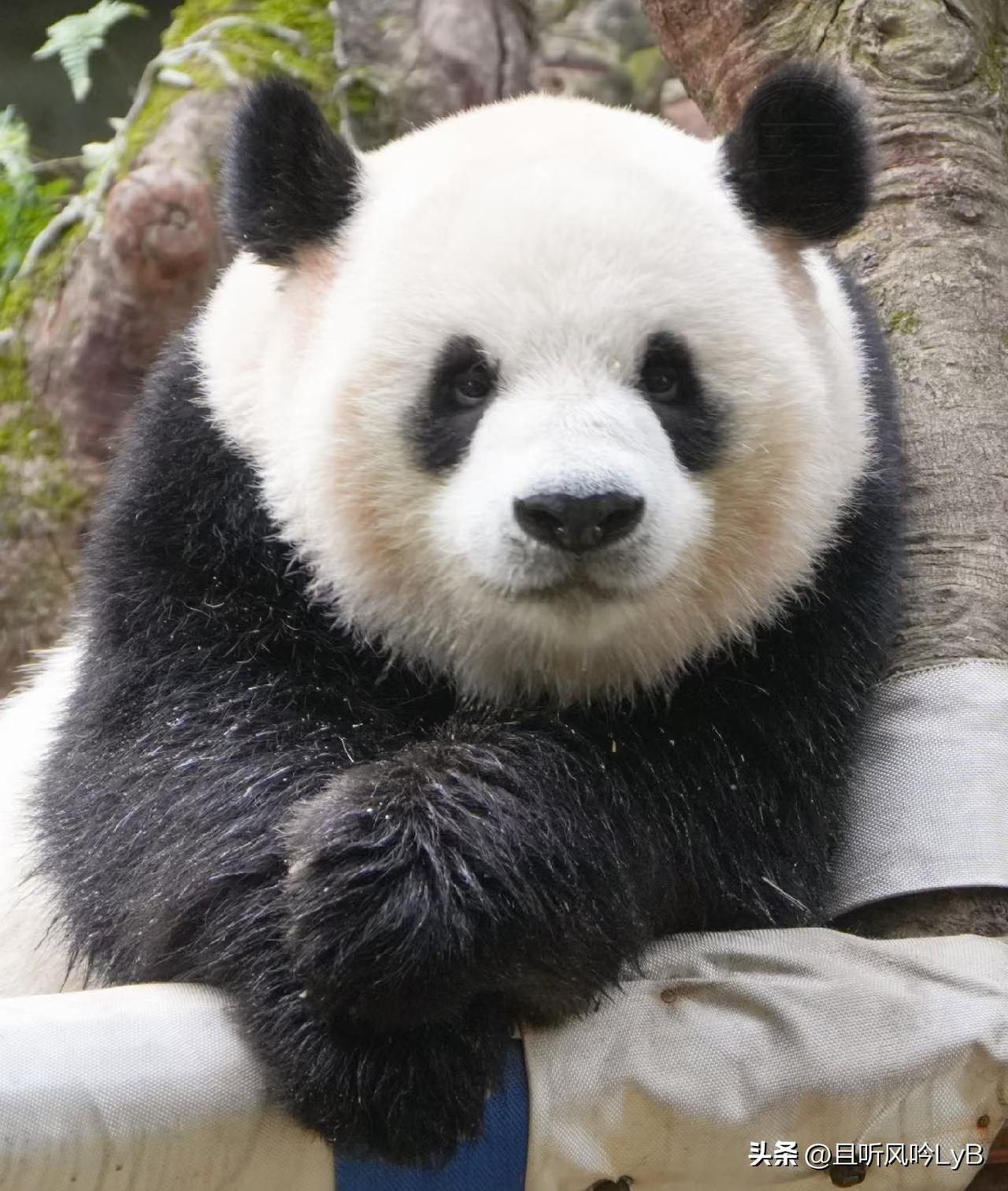 兰重重如果再不出来营业的话，虫洞会不会被唾沫星子淹死？这几天虫洞饲养员的耳朵里是