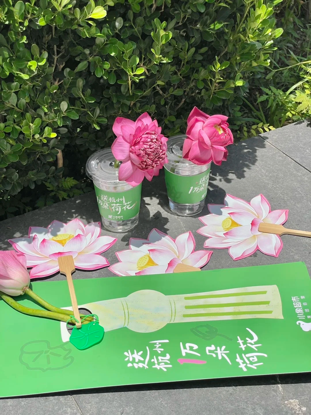 小象超市这波开业操作封神！专为杭州人准备1万朵荷花免费送，点位就在龙湖紫荆天街B