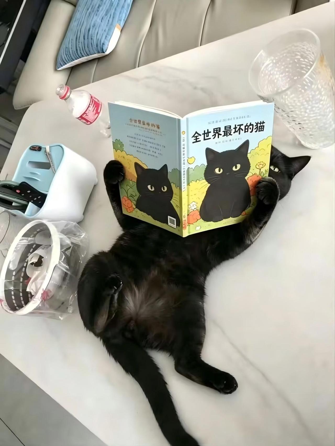 [石化] 啊……废寝忘食，学习不辍。不知道各位家里面有没有这样“好学”的猫咪？