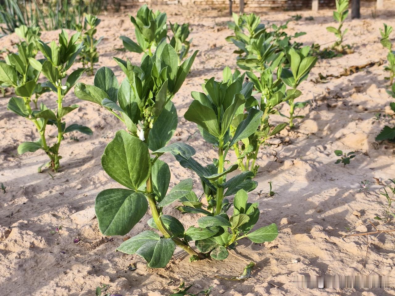 夏日生活打卡季 俗话说种瓜得瓜种豆得豆，山西偏关猫姐今天和朋友合作共赢，果树下面