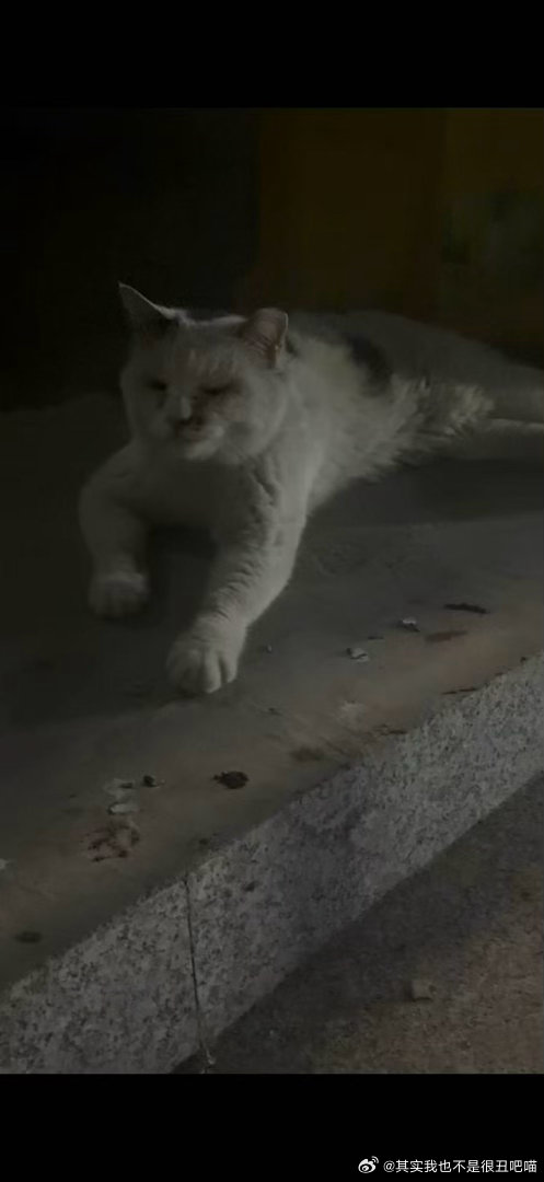 50096【丑猫】老大爷躺地上 
