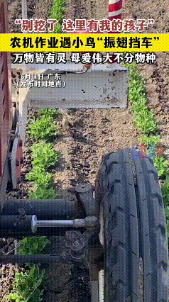看完这段视频心里特别触动。地里的农机正往前作业，一只小鸟明知道自己在庞大的机器面