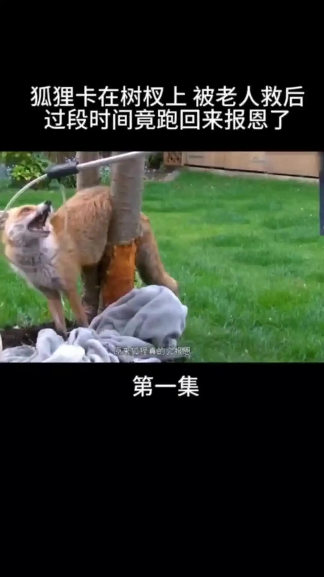 动物世界 动物的迷惑行为 万物皆有灵性 内容启发搜索 我的观影报告
