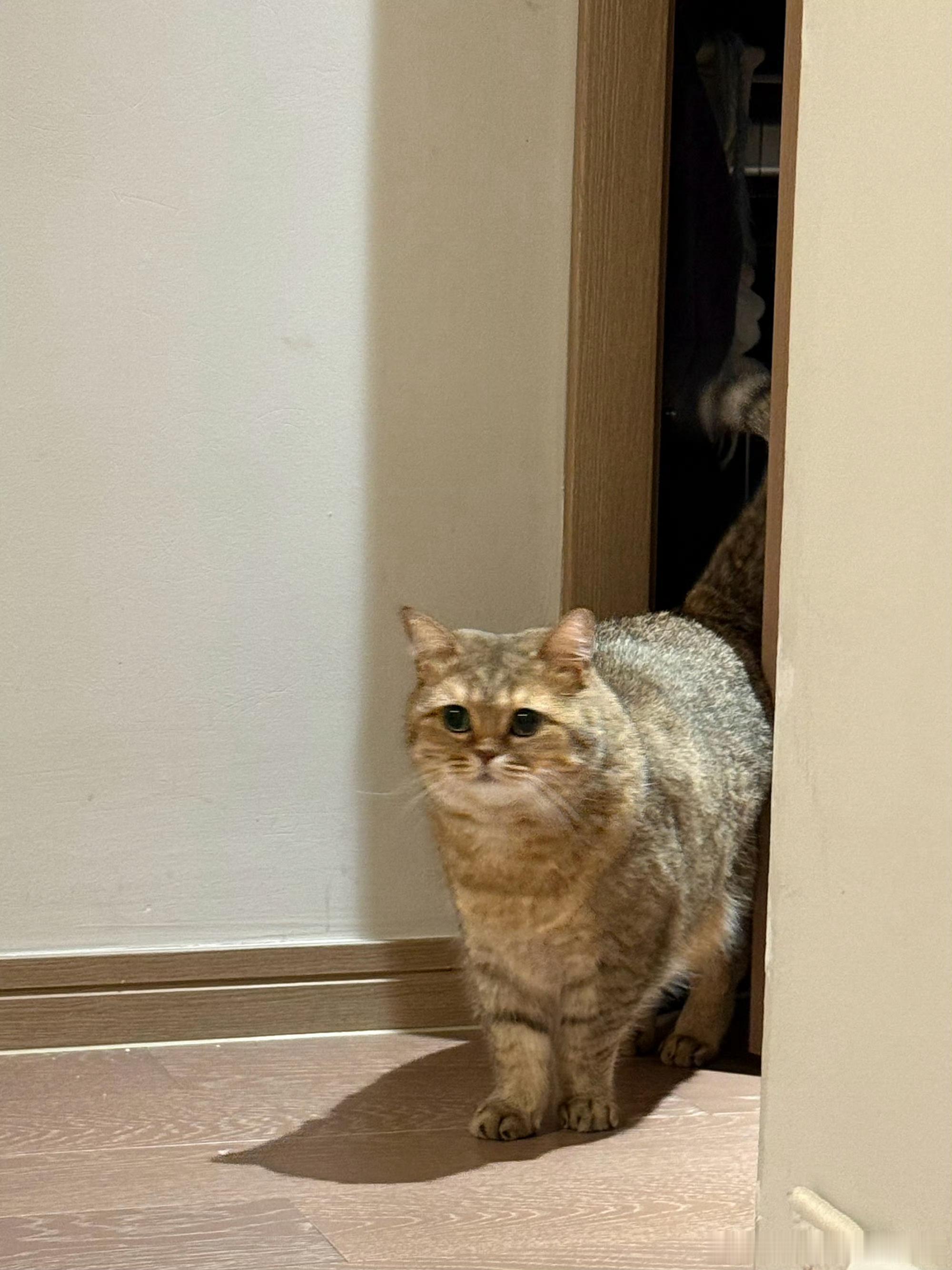 左呼呼 生日快乐呼呼宝宝要健健康康的一直陪着你妈妈😽 
