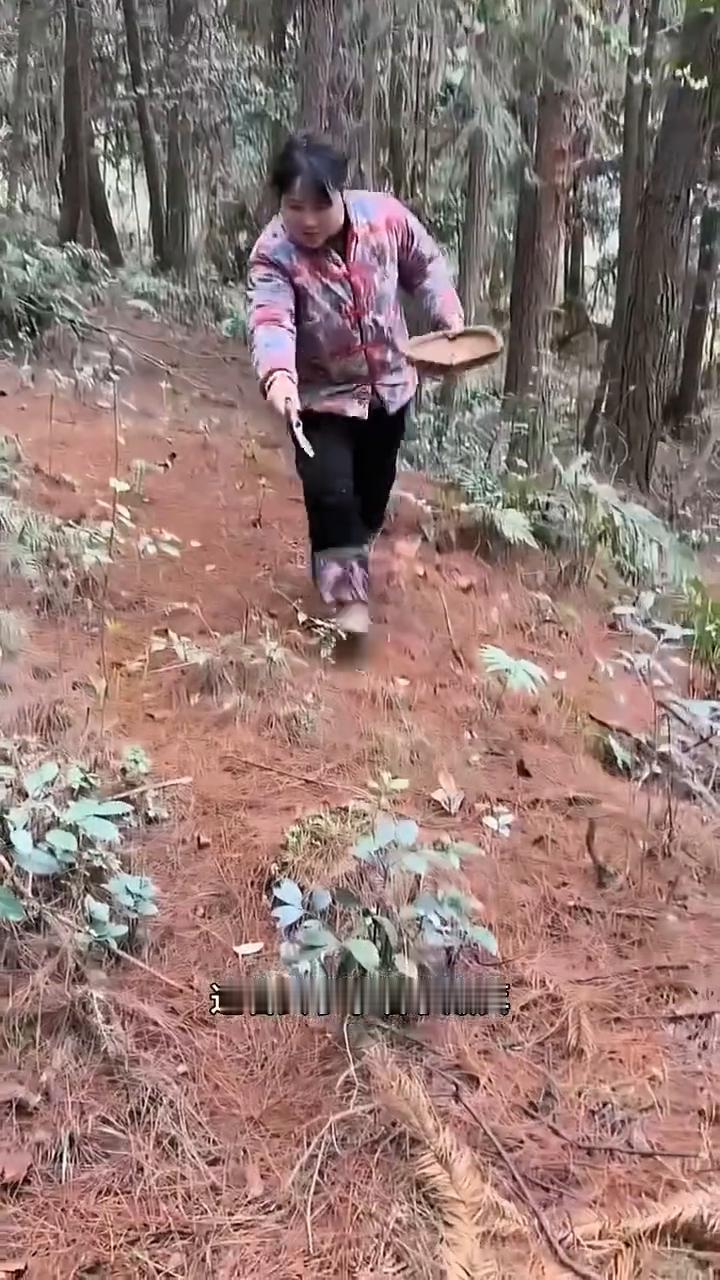 意外收获虫草。
这名女子拿着小簸箕，原本是上山采蘑菇的，没走多远却在草丛里有了意