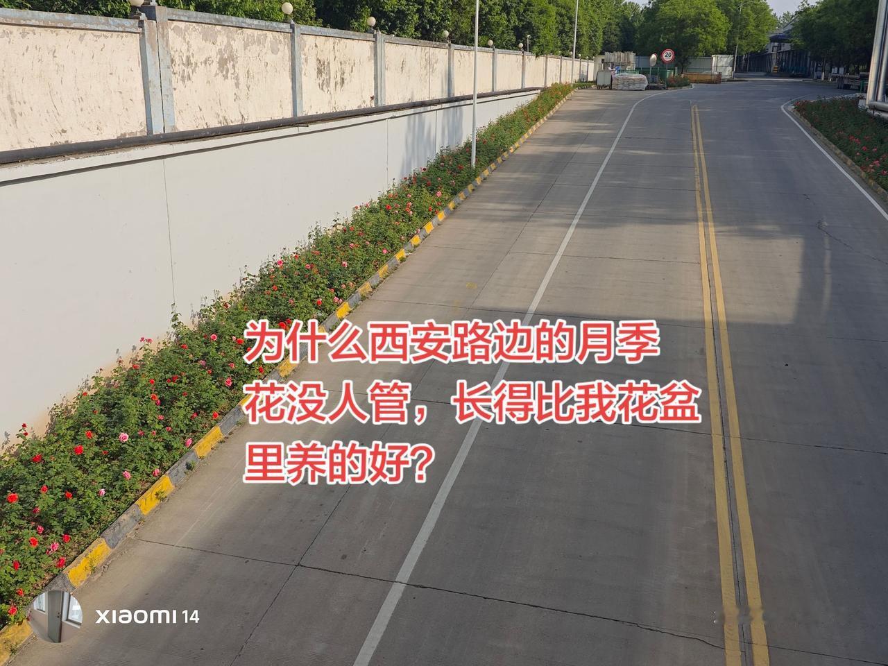 为什么路边的月季比我花盆里长得好？我就不明白了，我花盆里的月季是少他吃少他喝了，