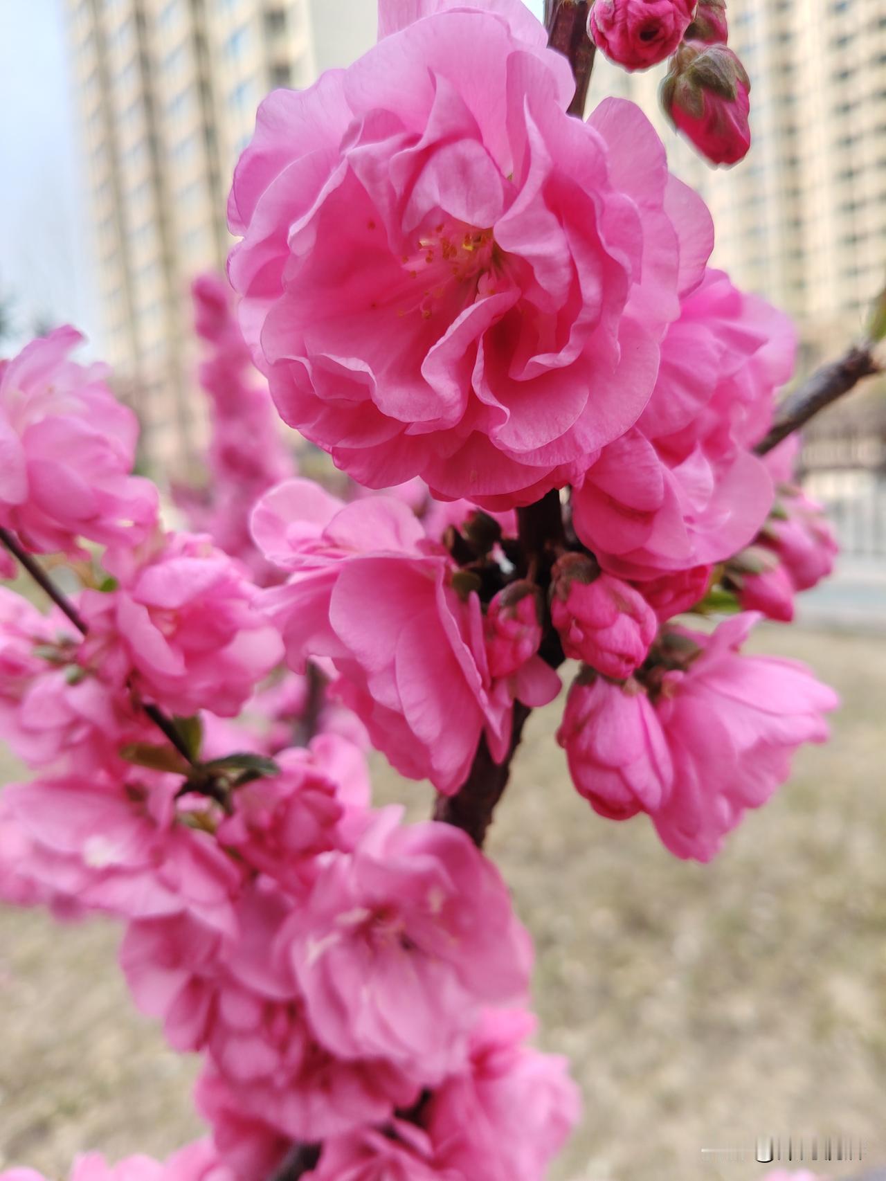 这次京津冀雄安座谈会 把这里称为雄安已成定局。这是一座现代之城未来之城。所以是很