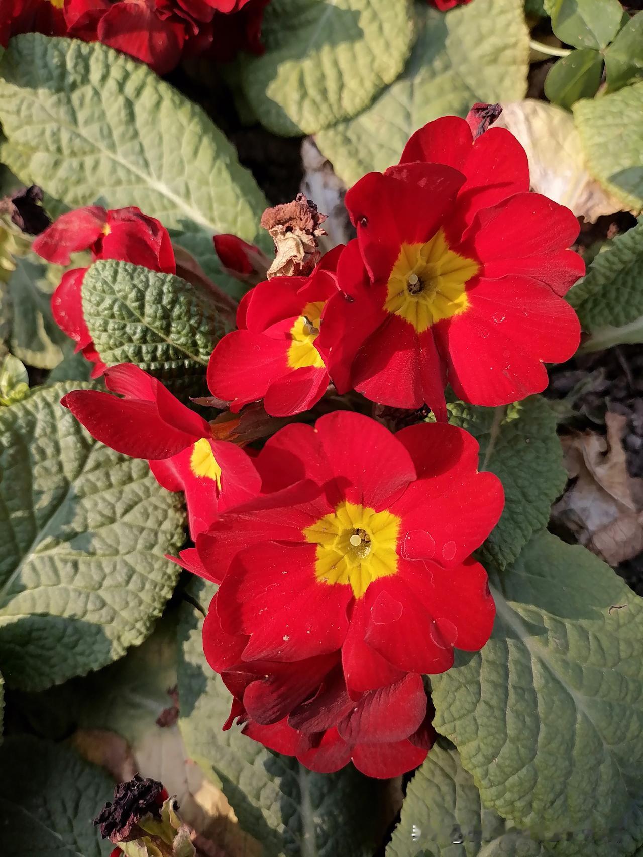 手机里花卉照片