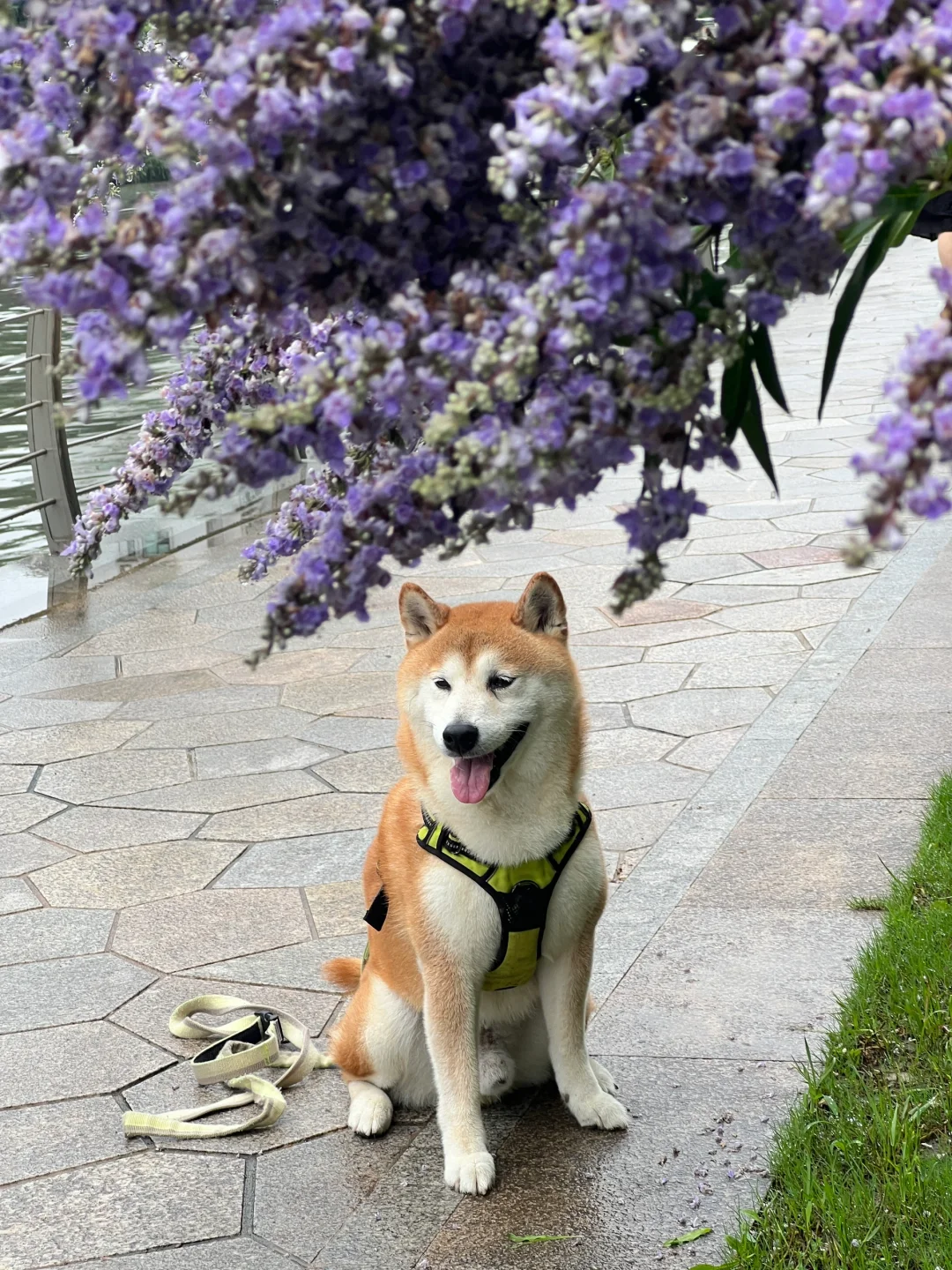 我家柴柴好可爱啊😍
