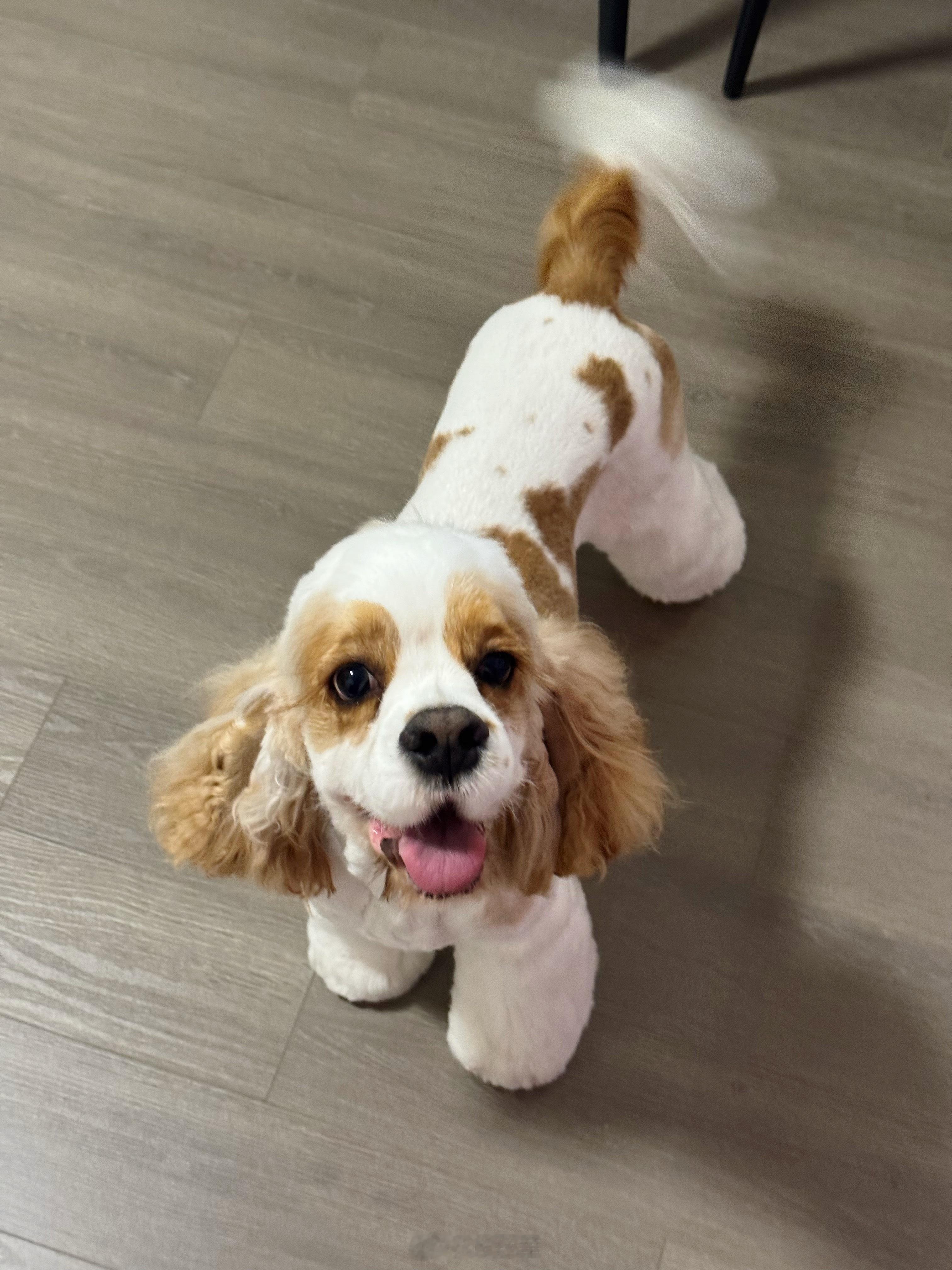拥有一条小狗宝莉🐶是什么体验图一：剪毛前，图二：剪毛后，比比的可口小马腿生成中