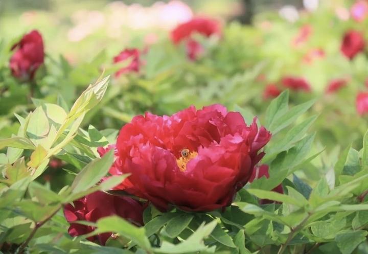 春风拂面，牡丹吐艳，又到了赏牡丹的黄金时节。在济南植物园 26000㎡牡丹园，万