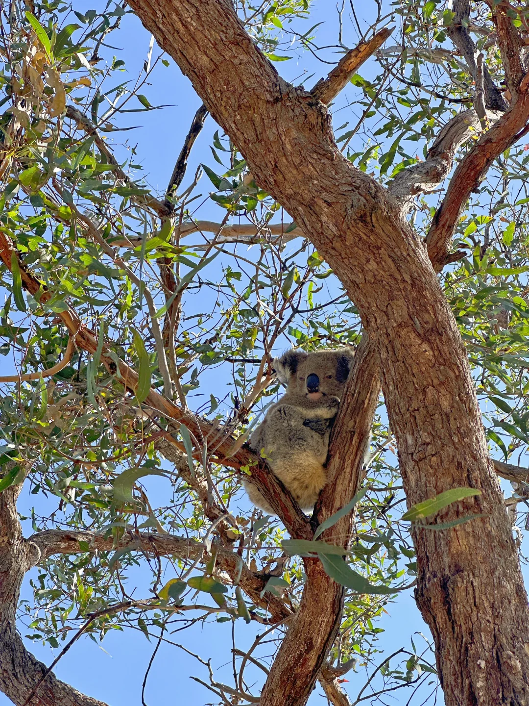被近期旅行社的操作震惊