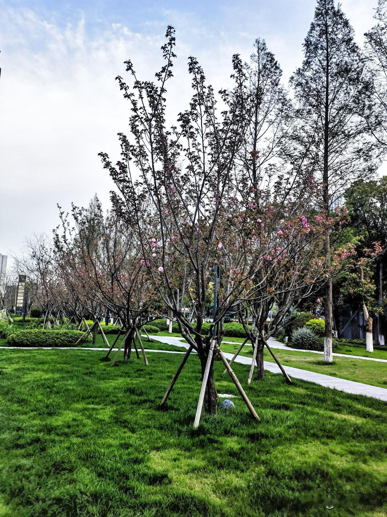 楼下口袋公园里，春意悄然漫过每一寸土地。

昨晚楼下散步，看到口袋公园里的草地已