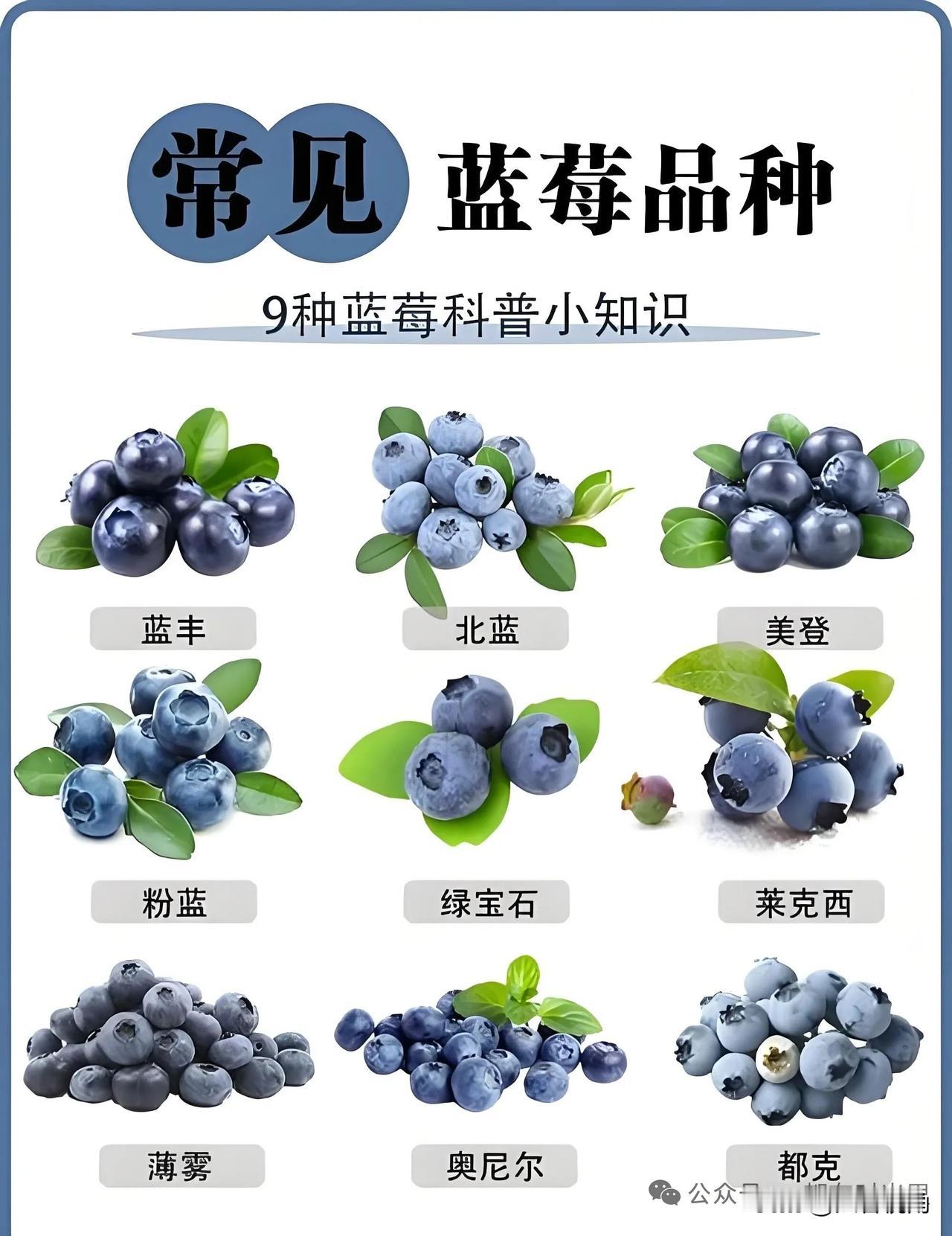 9种蓝莓品种大揭秘，哪种是你最爱？🍇🍇🍇