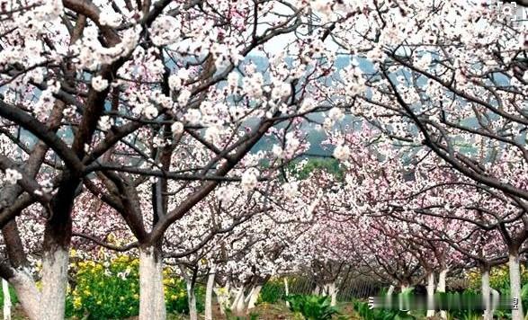 吐鲁番二日游攻略！明天就是肉孜节了，很多人还没想好去哪里，这个季节去吐鲁番看新疆