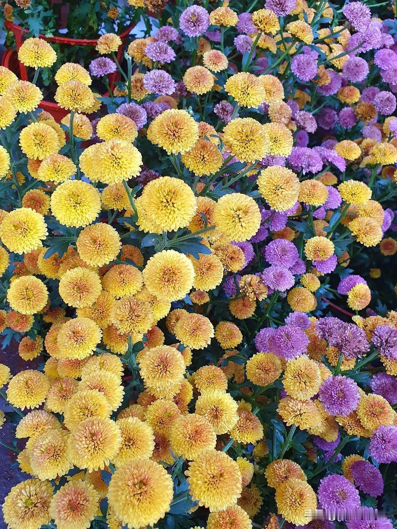 乒乓菊的特点
●	外形: 乒乓菊的造型小巧圆润，酷似乒乓球，花朵颜色丰富多样。