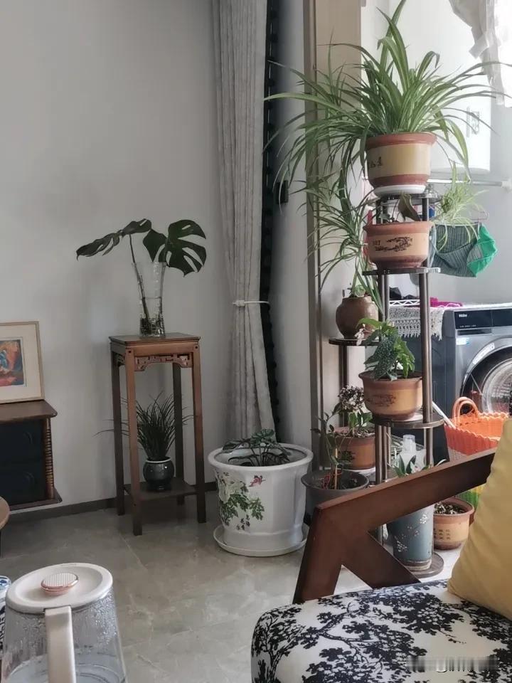 温馨小角落，绿植点缀的居家生活雅致绿植