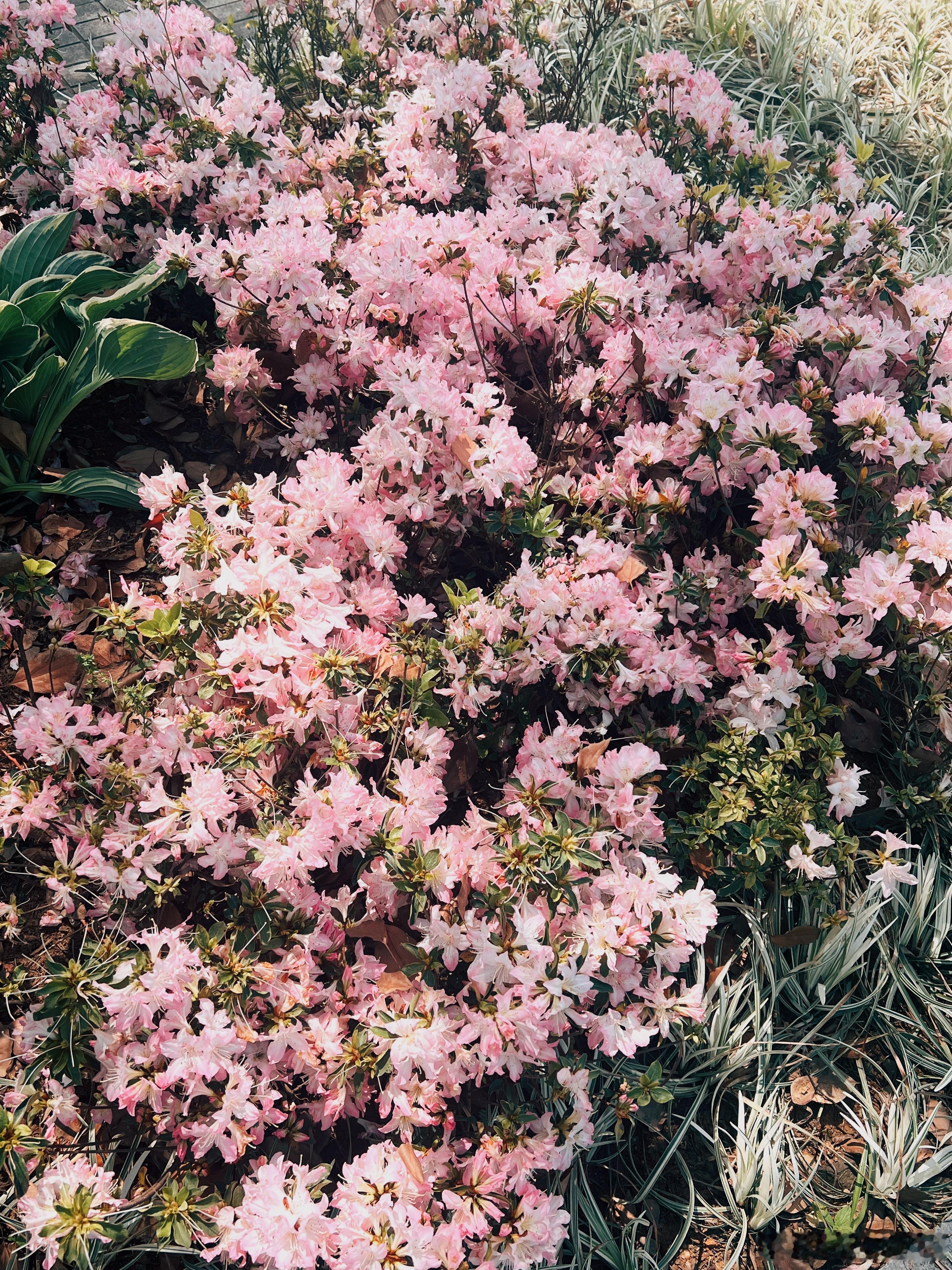 养花随手拍 这是什么花？ 