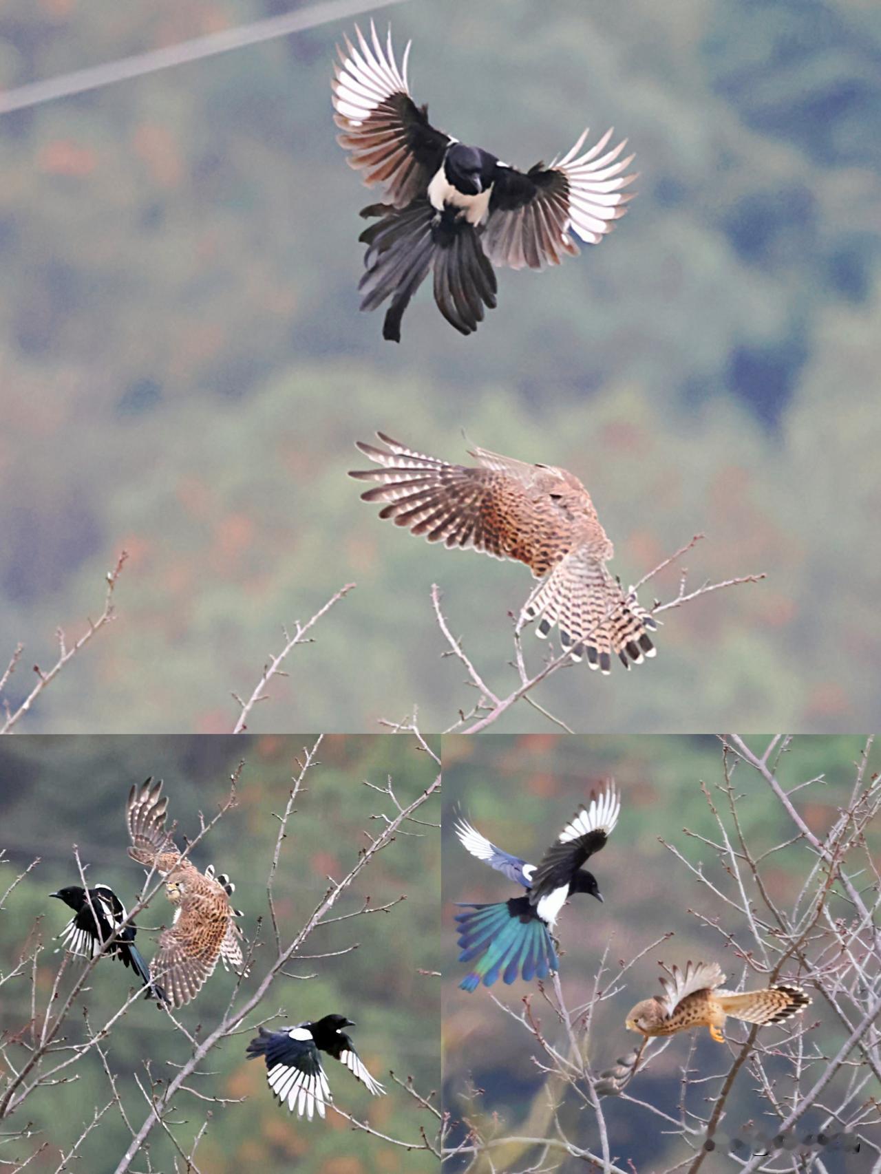 喜鹊缘何围攻红隼？
大概是为了保卫自己的领地，2只喜鹊结伴攻击、驱赶一只红隼，双