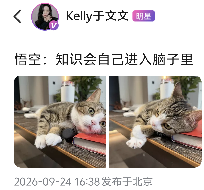 想做于文文的猫 🦊萌宠播主更新🧩🍡：“悟空：知识会自己进入脑子里”哎呦这个