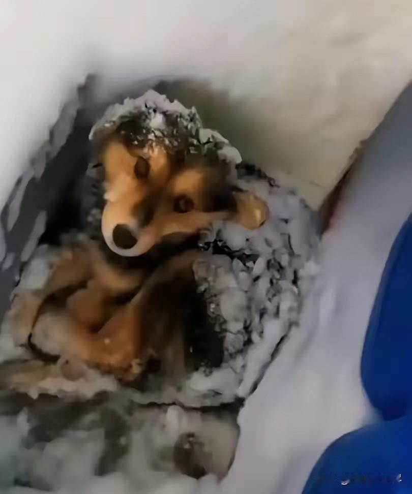 “半夜零下十度，哈尔滨小伙李某驾车1200公里去河南，只为把被丢在街头的边牧接回