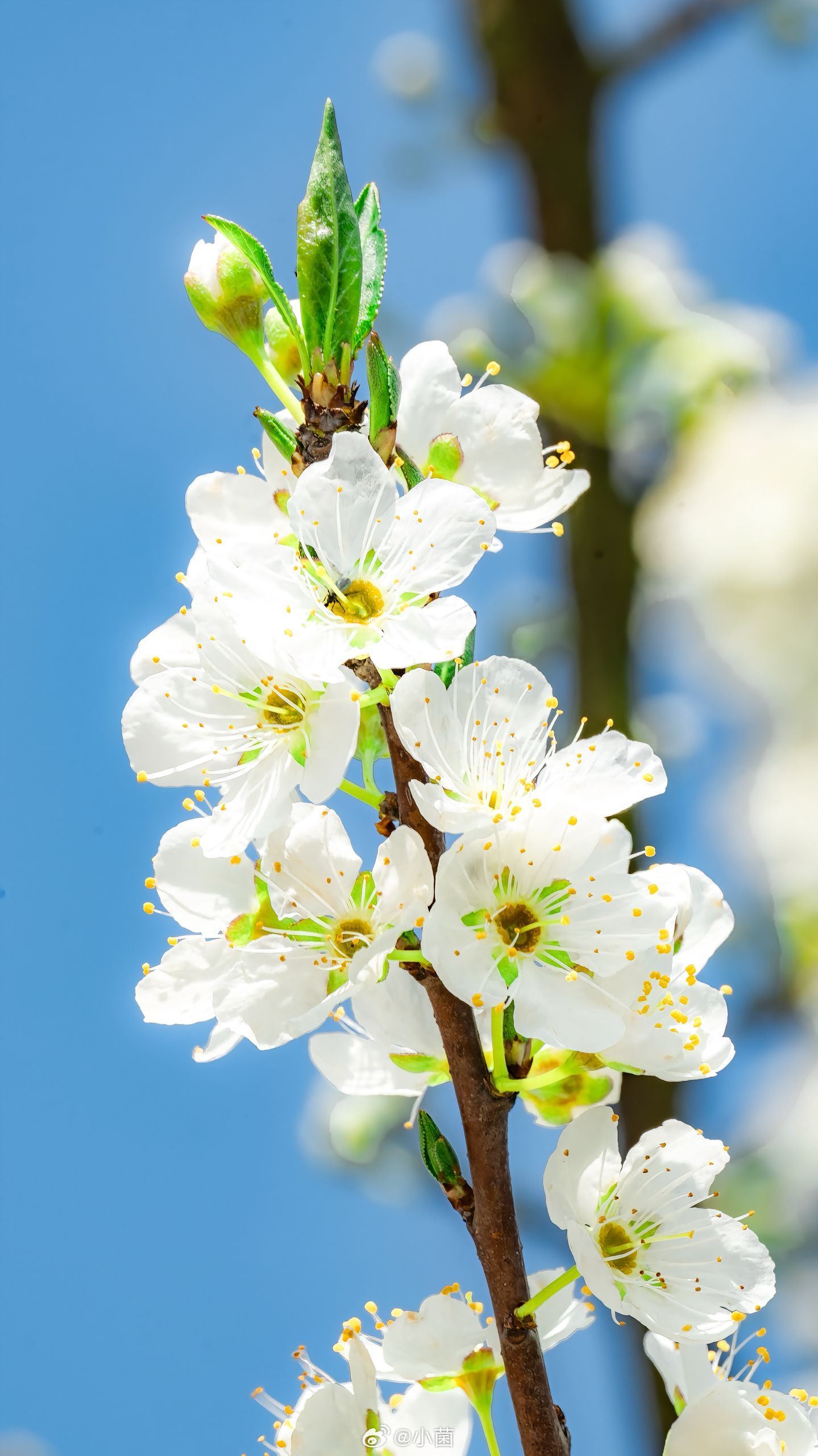 大家看看拍到的春天和花花🌸小菌 早朋友们 沈阳·沈阳故宫博物院