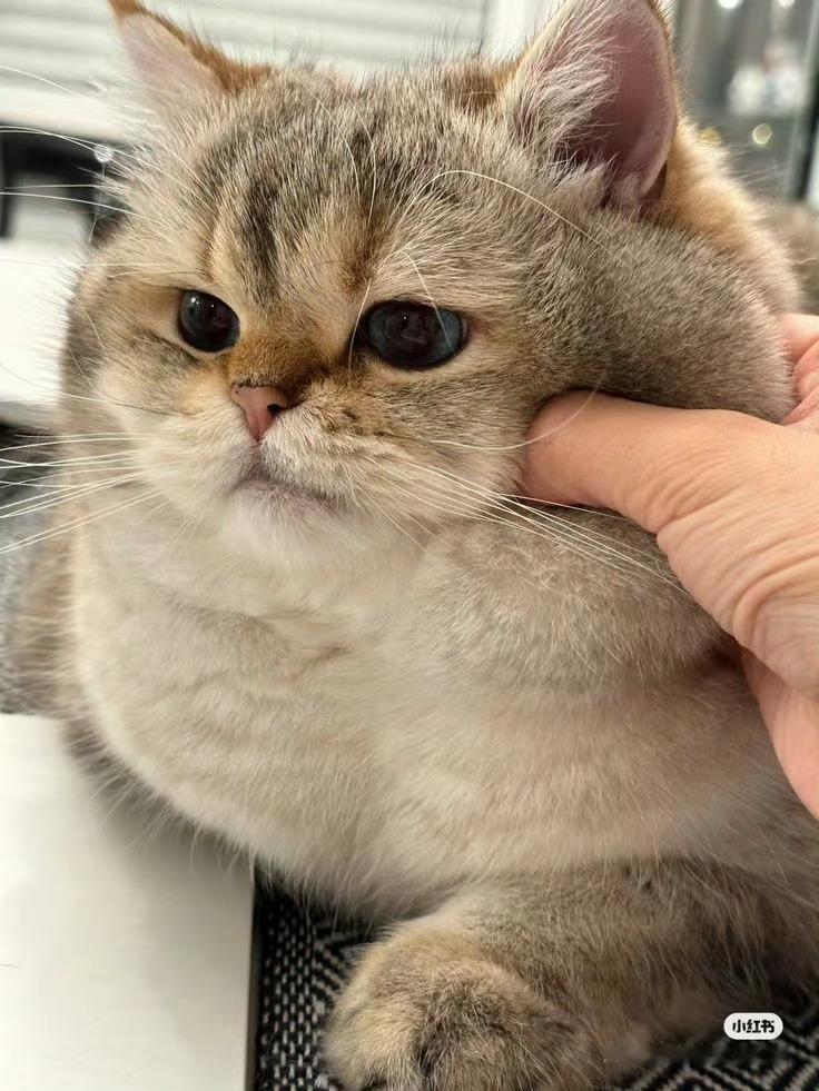 不敢想象猫咪的脸有多柔软