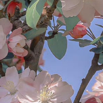 0000海棠花的种植方法 ：一、光照海棠花是非常喜欢光照的植物，不要说放在阴凉的