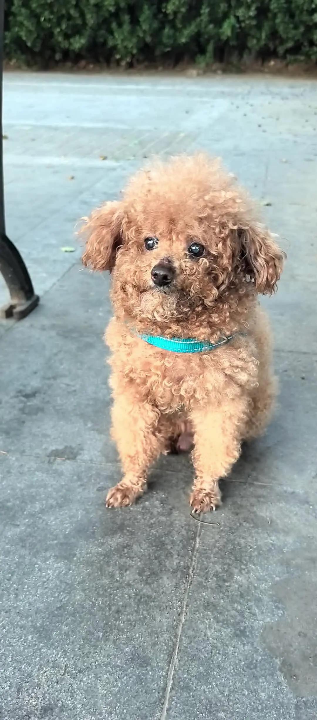 路过看到一只可爱的狗狗