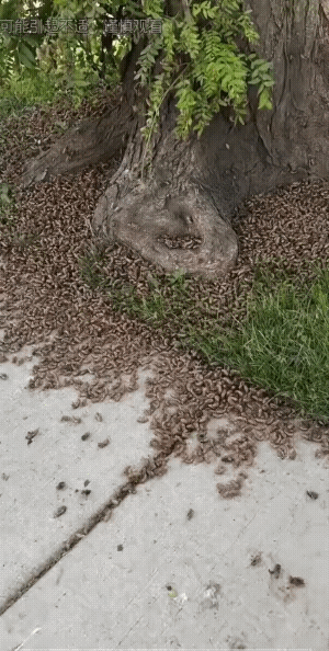 不说吃不完，就这皮收集起来卖了，就能吃两三次大餐。
别不信！一只皮按2角，树下树