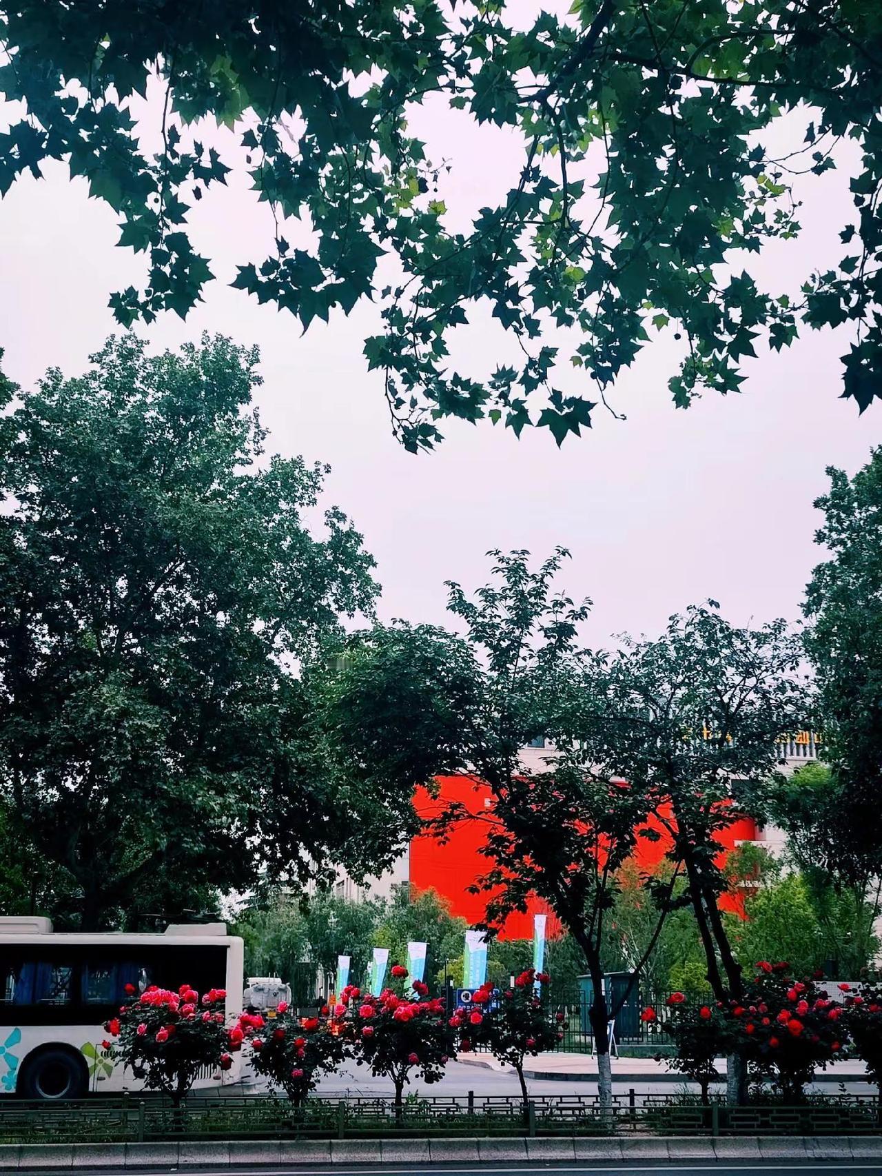 今年的花又开了……年年岁岁花相似岁岁年年人不同城市风景一角 路过的风景随景拍摄 