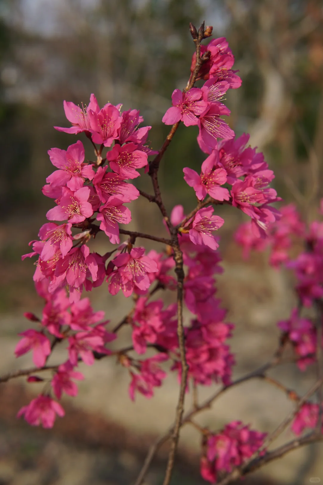 福建山樱花