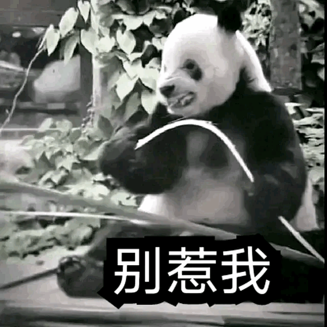 熊猫表情包