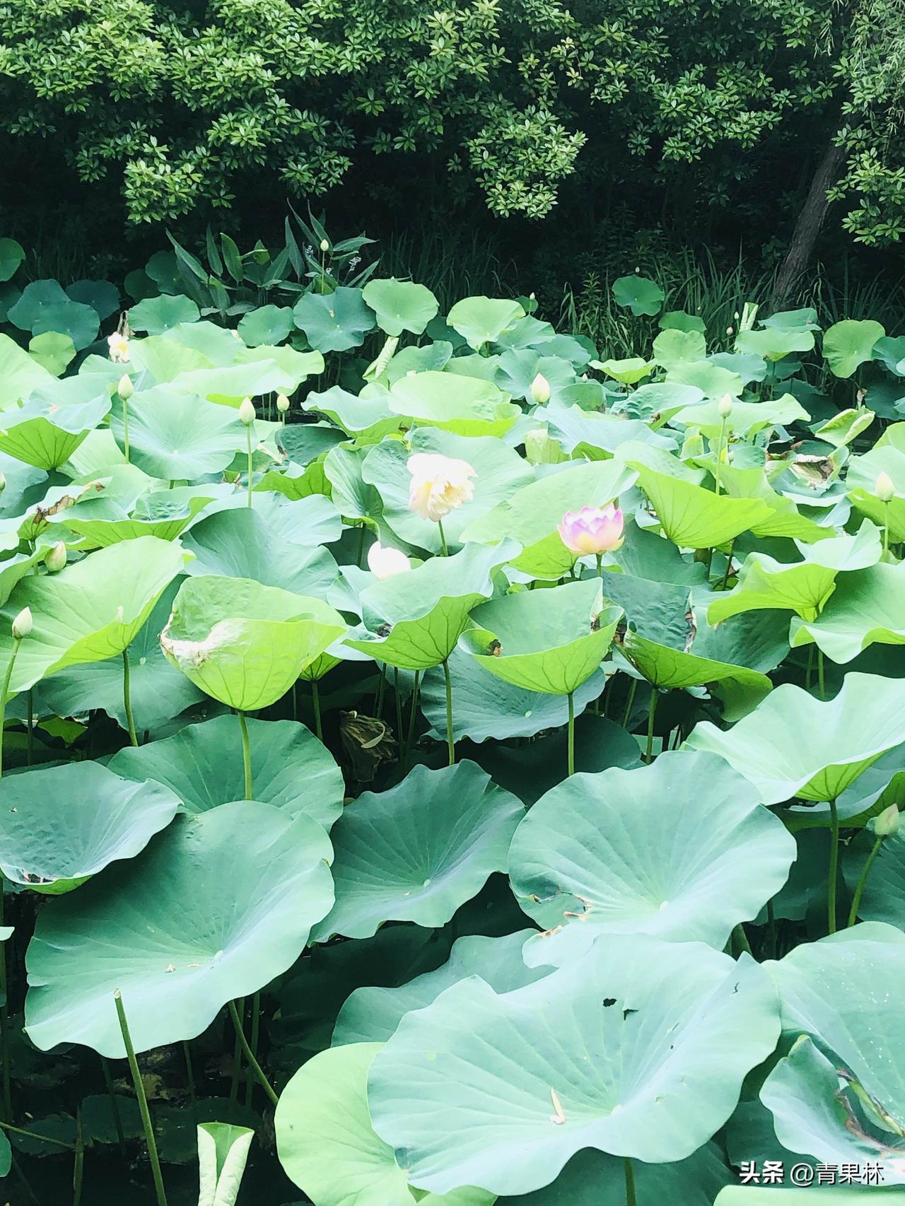 宋代杨万里的《晓出净慈寺送林子方》

毕竟西湖六月中，风光不与四时同。
接天莲叶