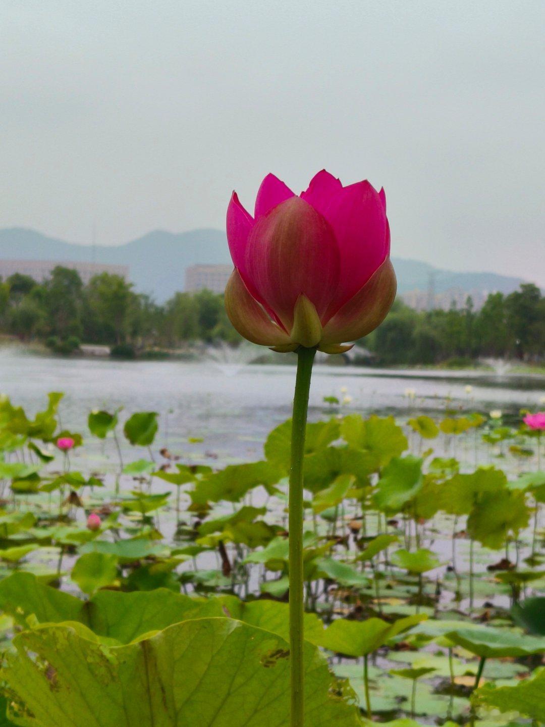#文字里的夏日氛围#杭州桃花湖，这个季节看到的是满池的荷花。荷花竞相绽放，暗香涌