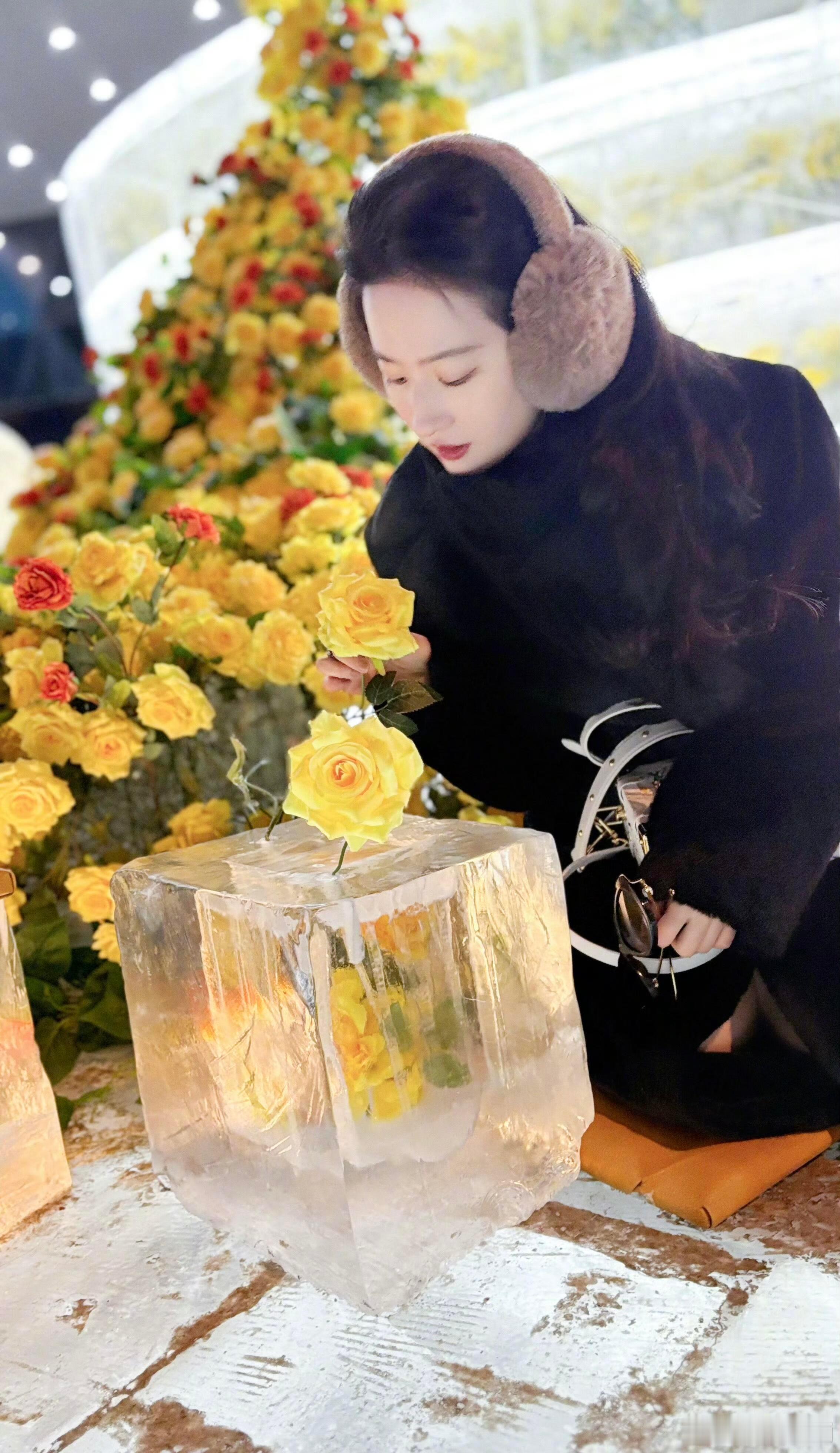 刘亦菲去看冰封黄玫瑰了 速度打卡哈尔滨的冰封黄玫瑰，刘亦菲这行动力真的杠杠的！以