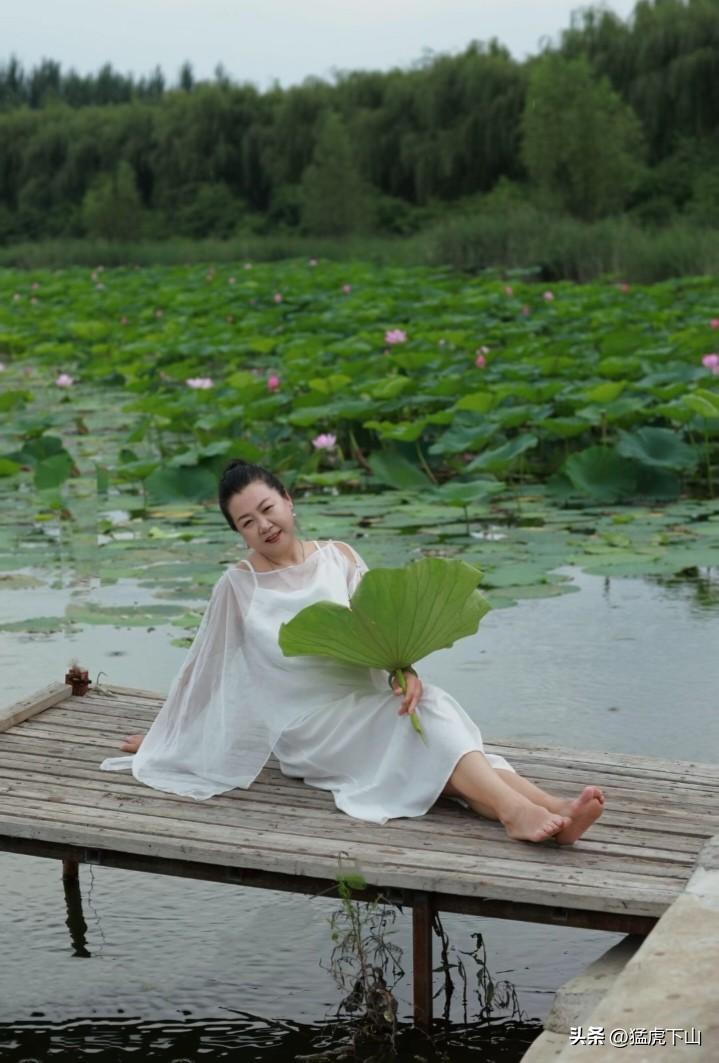 湖畔荷花盛开  夏日荷花盛开美景 荷花盛开如此美丽
